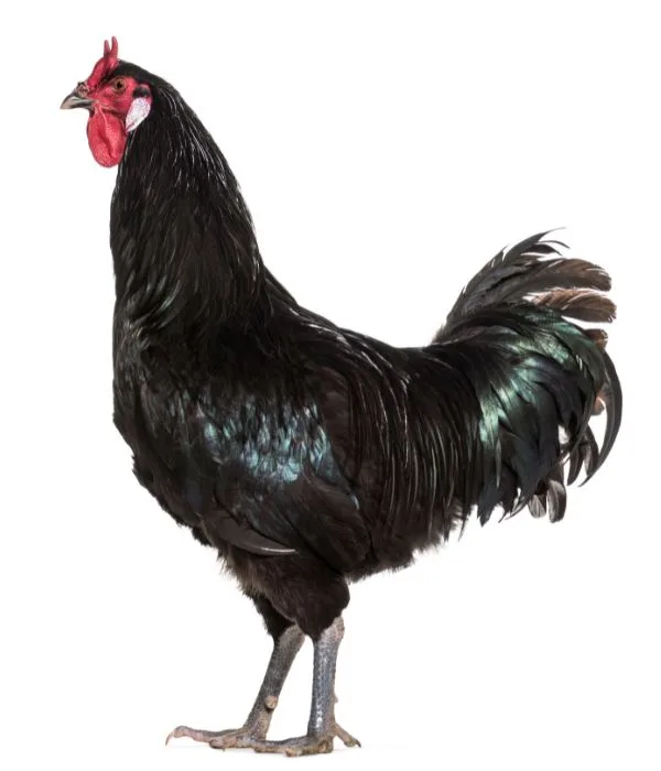 Top 11 French Chicken Breeds (With Pictures) 9 a popular La Flèche chicken from france origin