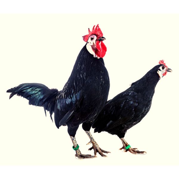 White Faced Black Spanish rooster and hen