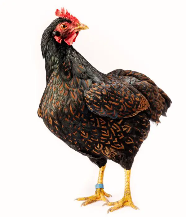 Barnevelders hens are popular brown egg laying chickens