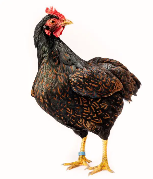 A barnevelder hen standing