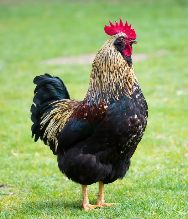 barnevelder rooster standing in green land