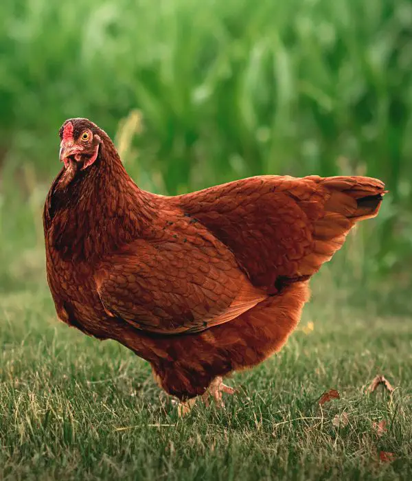 buckeye broody chicken foraging