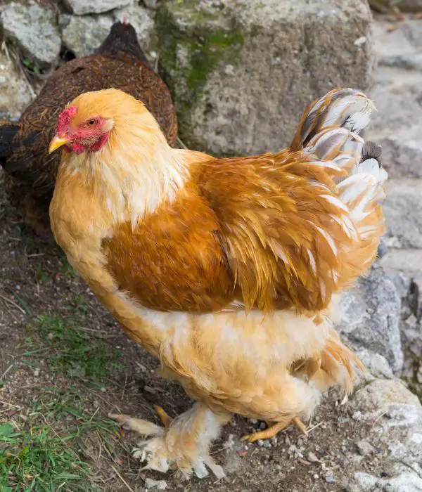 A Buff Cochin chicken