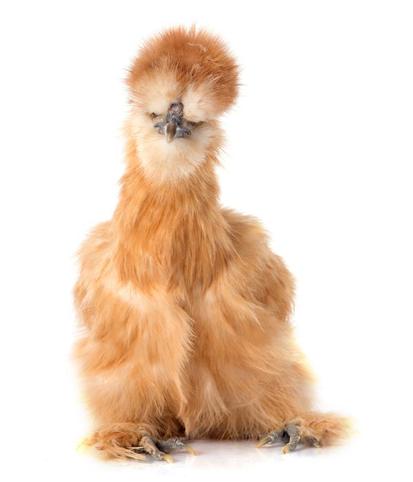 a buff Silkie chicken standing
