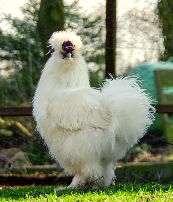 A Silkie rooster in backyard farm