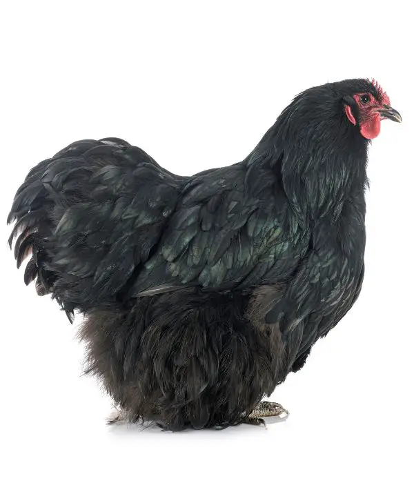 Black Orpington chicken