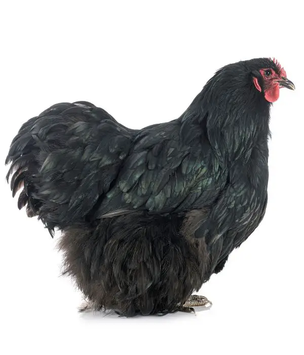 Black Orpington Chicken