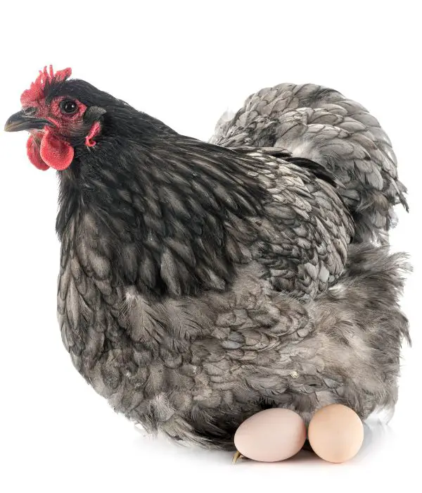 29 Best Broody Chicken Breeds for Hatching Eggs (With Pictures)