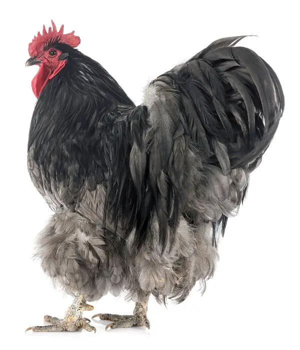 Blue Orpington rooster