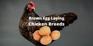 17 Brown Egg Laying Chicken Breeds: Brown Egg Layers