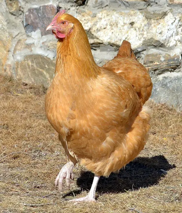 A yellow buff Orpington chicken