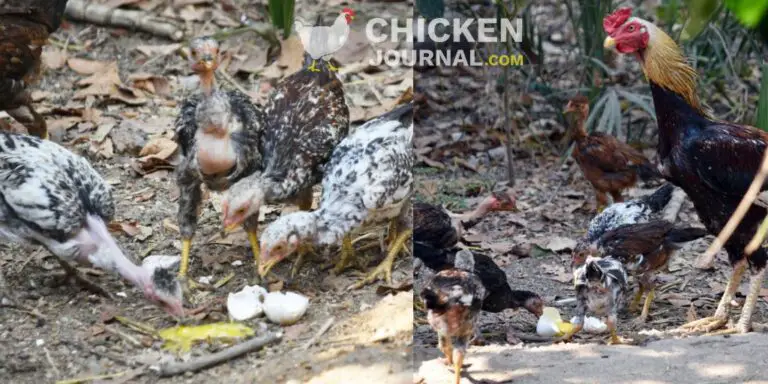 Can Chickens Eat Eggs and How To Stop Them?