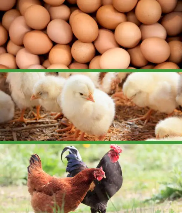 How Much Do Chickens Cost?