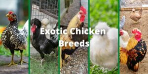 exotic chicken breeds list with pictures