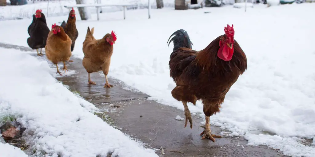 How Cold Is Too Cold For Your Chickens