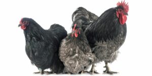 orpington chicken breed