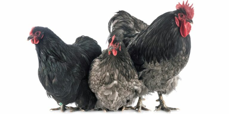 orpington chicken breed