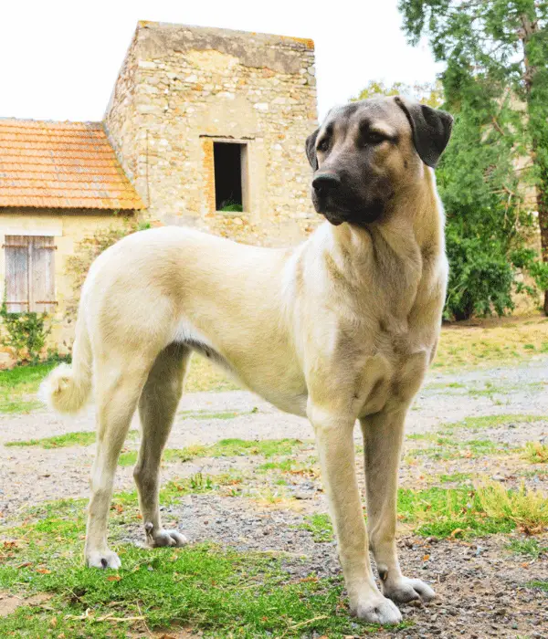 Anatolian Shepherd: Large Chickens Guarding Dog