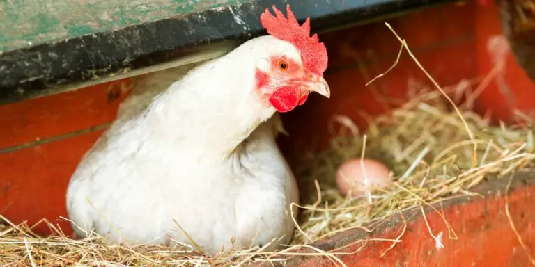 10 Best Chicken Nesting Box Pads: For Cozy & Safe Egg Laying