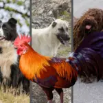 15 Best Farm Dogs for Chickens : Top Livestock Guarding and Herding Dogs