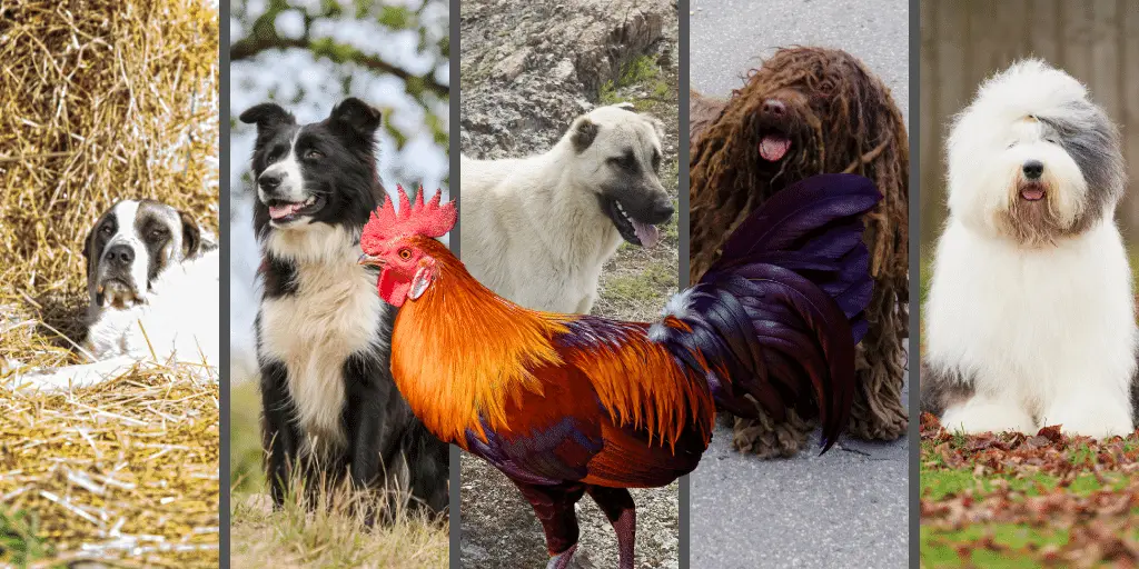 15 Best Farm Dogs for Chickens : Top Livestock Guarding and Herding Dogs
