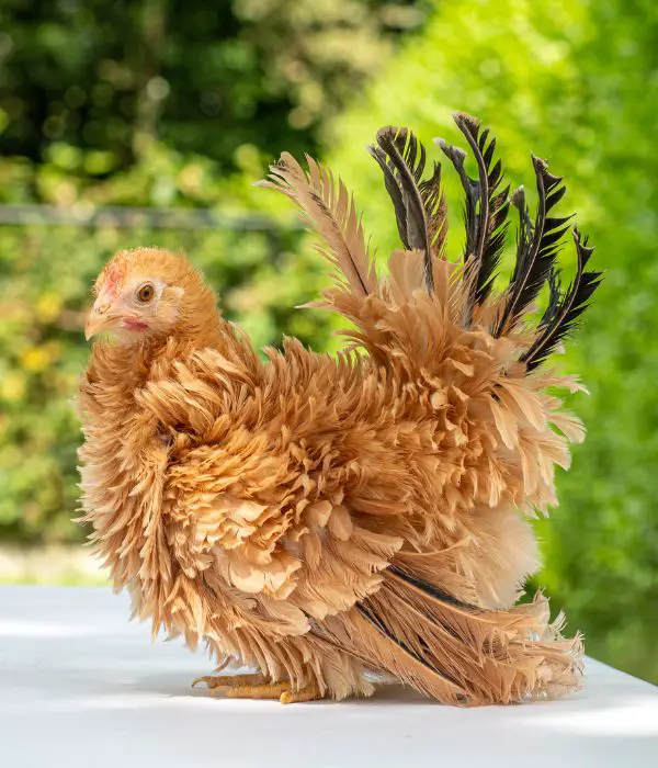 Black-Tailed Buff Japanese Bantam Chicken (Chabo)