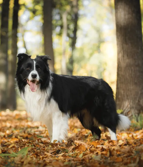 Border Collie: A Best Chickens Herder and Protector