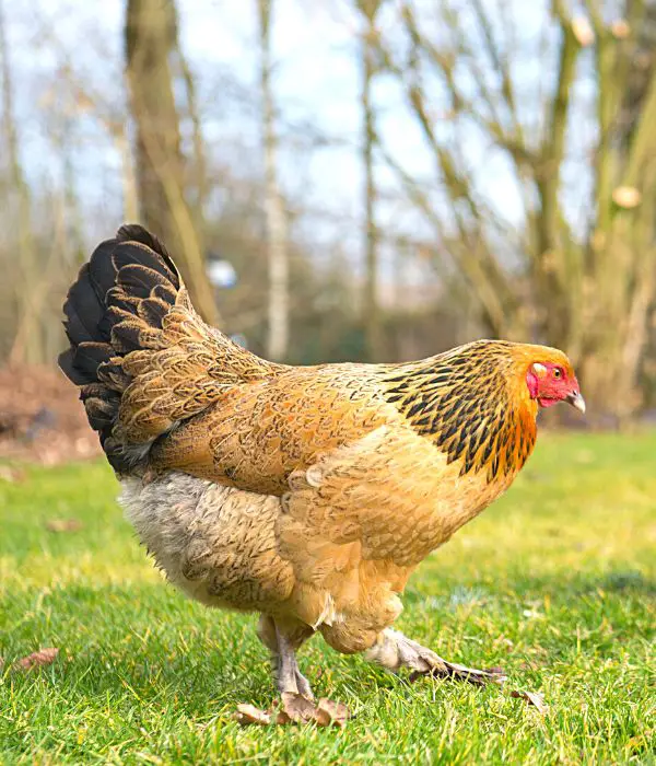 a buff brahma chicken foraging in backyard garden