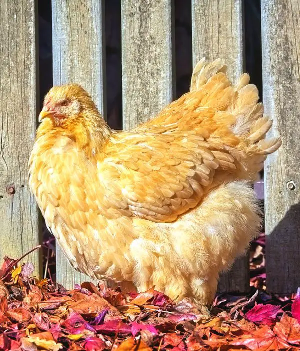 yellowish looking Buff Cochin Chicken