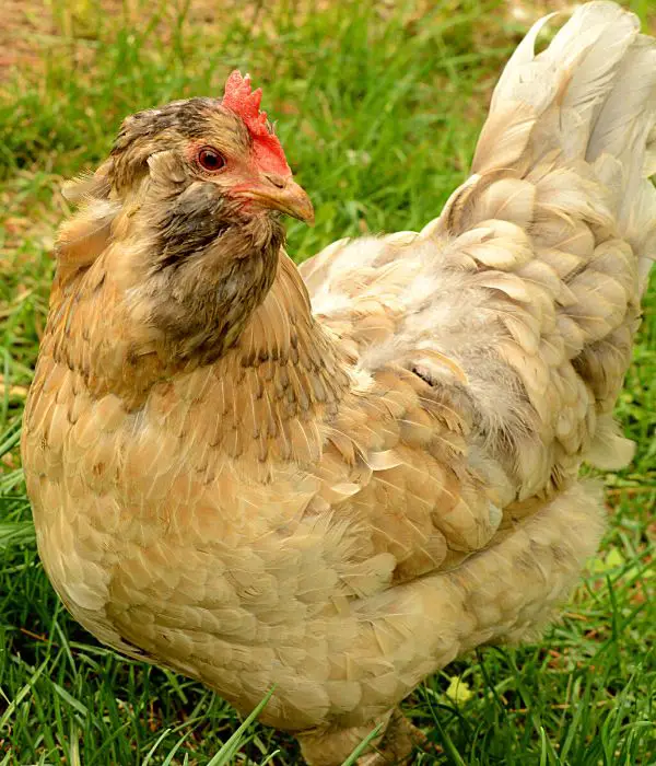 Buff Easter Egger Chicken