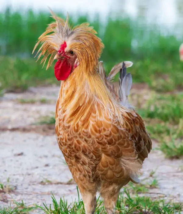 polish chicken with hair like feathers