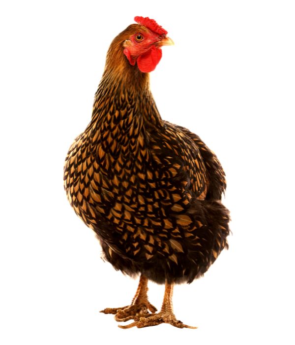 Buff-Laced Wyandotte Chicken with yellowish dots