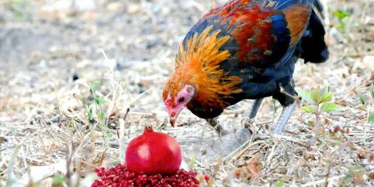 Can Chickens Eat Pomegranate? (Seeds or Arils, Juice, Skin)