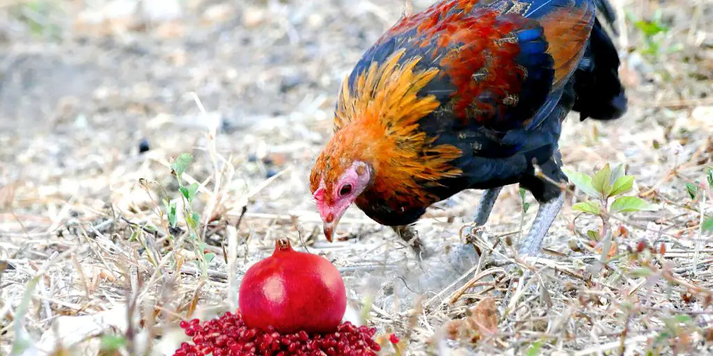 Can Chickens Eat Pomegranate? (Seeds or Arils, Juice, Skin)