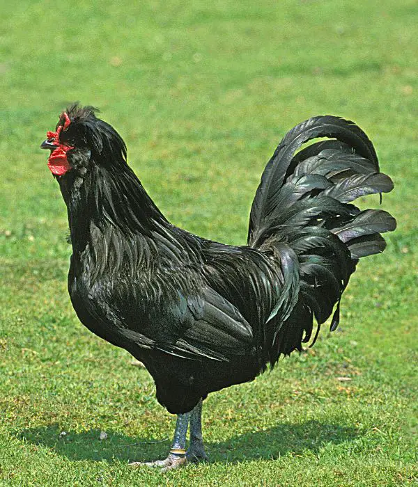 Crevecoeur Chicken Breed very fluffy french chicken breed