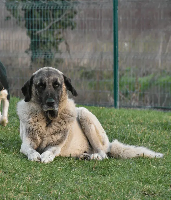 Kangal Shepherd: Best Farm Dog For Guarding Chickens and Sheep