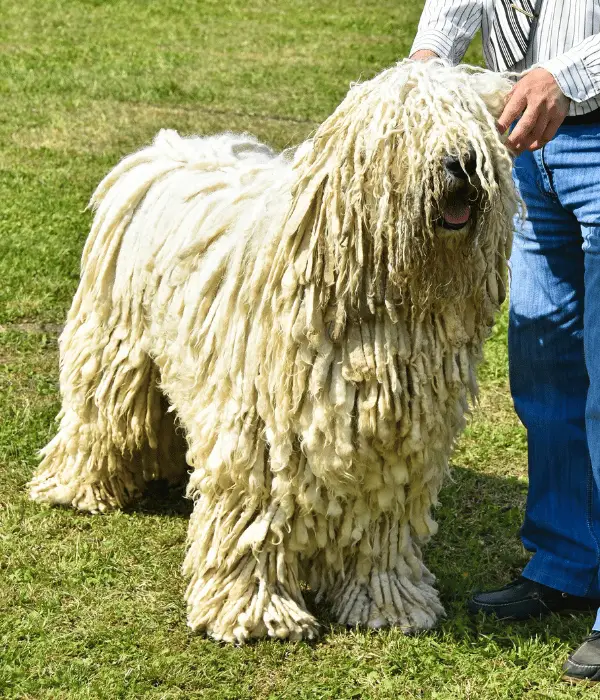 Komondor: This Dog Protects Your Chickens and Sheep