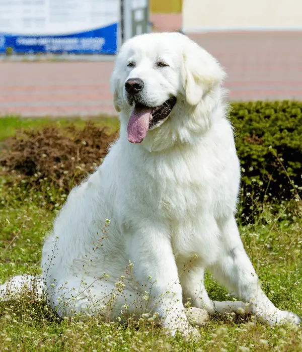 Kuvasz: A Hungarian Livestock Guardian Dog