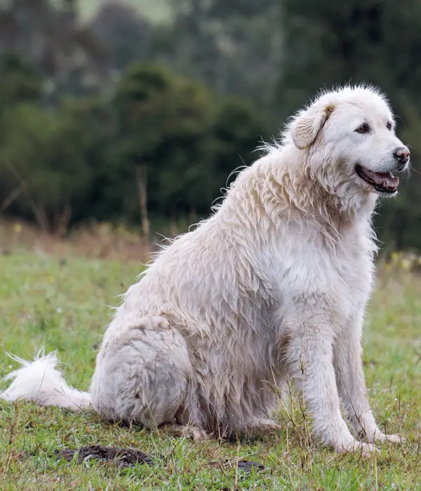 Maremma Sheepdog: A Loyal Protective Livestock Guarding Dog