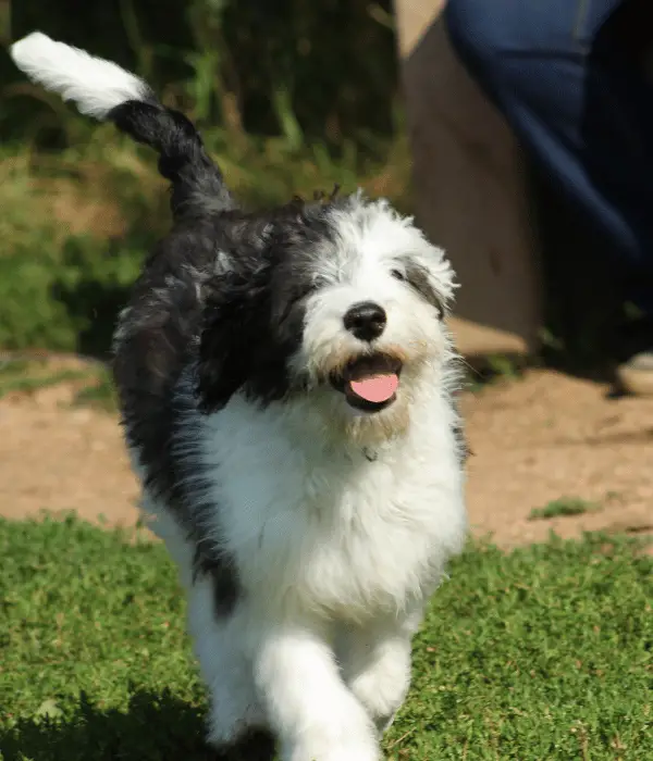 Old English Sheepdog: A Loyal One of the best Farm Dogs for chickens