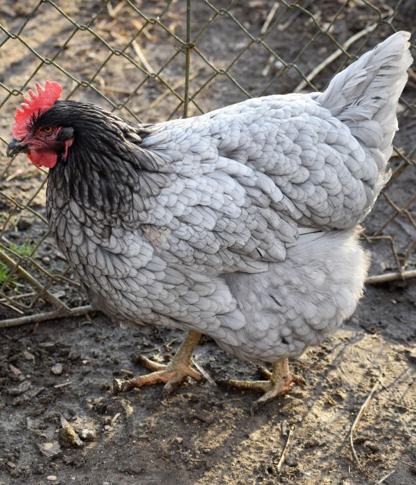 Sapphire gems are one of the best fluffy chicken breeds