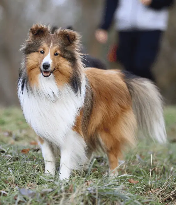 Shetland Sheepdog: A Loyal and Affectionate Breed For Chicken Herding