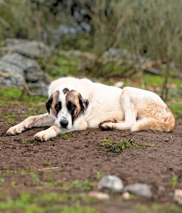 Spanish Mastiff: A Best Dog For Guarding Flocks, Sheep, and Shepherds