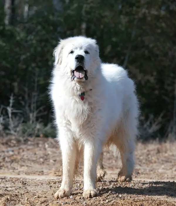 The Great Pyrenees: A Gentle Giant Farm Dog