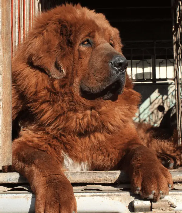 Tibetan Mastiff: One of the best large size farm dogs for chickens