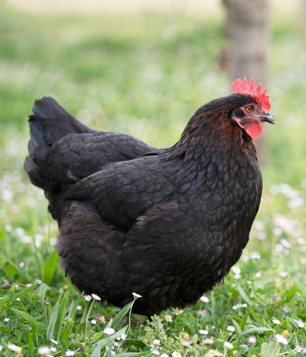 marans are great french chickens