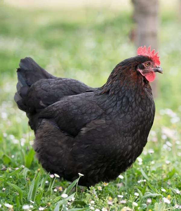 Top 11 French Chicken Breeds (With Pictures) 10 marans are great french chickens