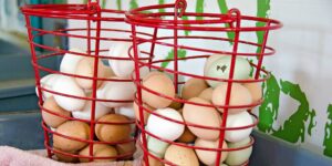 10 Best Egg Baskets (For Collecting and Carrying Eggs)
