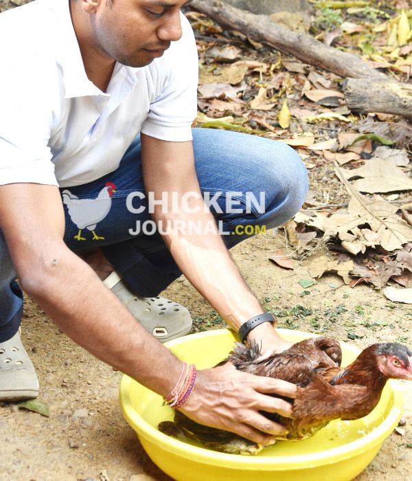 Treatment of Constipated Chicken
