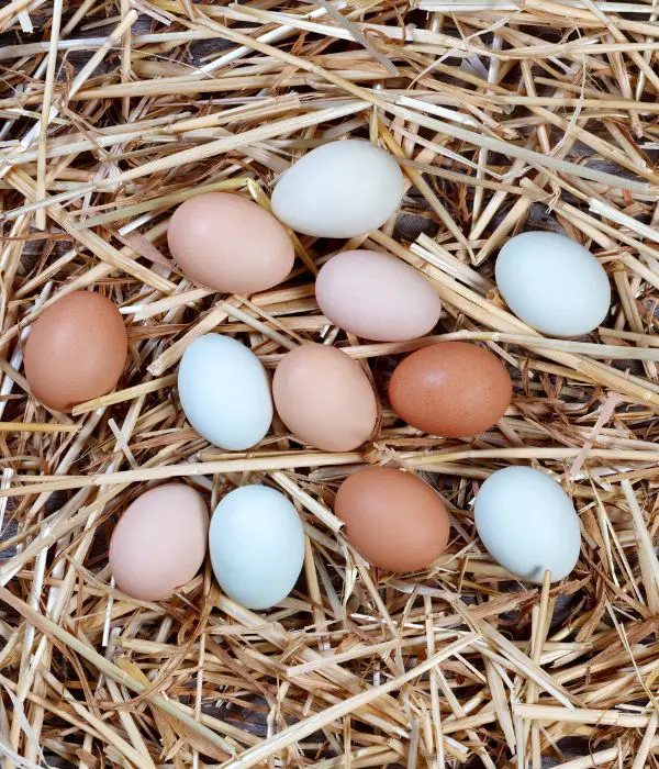 chicken nesting box pad with colorful eggs